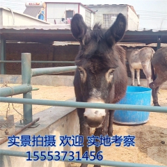 哪个品种的改良肉驴  德州驴 新疆驴  关中驴