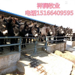 改良肉驴 德州驴驴苗 幼年德州驴价格 供应乌头驴 新疆驴
