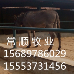 供应改良驴hy改良肉驴 新疆驴 德州驴 驴驹养殖基地