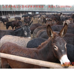 山东济宁大型肉驴养殖场、德州驴 乌头驴 东北驴 新疆驴 小驴...