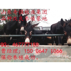 供应新疆种驴 长势快的驴驹 适合新疆养殖的驴 抵抗力强的新疆...