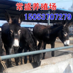 常盛肉驴养殖场常年为您提供德州驴 新疆驴 三粉驴 乌头驴价格...