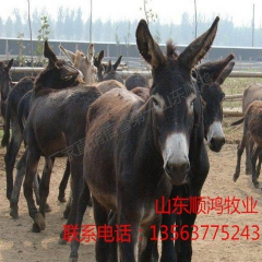 德州驴  三粉驴 肉驴 小驴苗 新疆驴 哪个品种最好