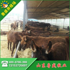 驴养殖场 大型养驴场出售一批肉驴 德州驴 三粉驴 新疆驴 驴...