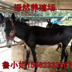 肉驴春节火爆开栏 德州驴 新疆驴 杂交肉驴 急售800头 价...