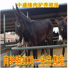 中盛缘肉驴养殖场长期供应德州驴 乌头驴 新疆驴 等品系优良品...