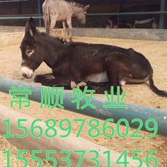 新疆驴    肉驴  德州驴  三粉驴  5-6个月 的驴驹...