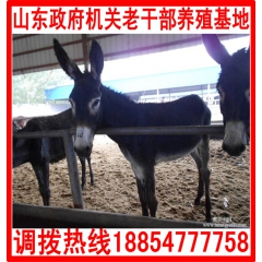 特价供应高品质肉驴，德州驴，云南驴，新疆驴，质量有保证