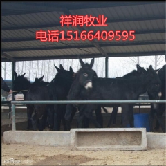 肉驴养殖 驴苗 德州驴 新疆驴 云南驴价格 养殖利润