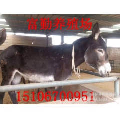 养殖肉驴 德州驴 乌头驴 新疆驴 【成本低】【育肥快】【效益...