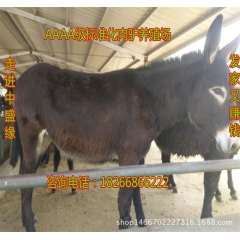 哪里的肉驴价格低品种多 德州驴 黑驴 新疆驴 内蒙驴 驴养殖...