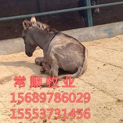 新疆驴  抗病力强好  饲养买   肉驴  德州驴 肉驴苗