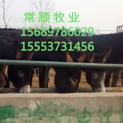 德州驴驴苗 好饲养  乌头驴 怎么饲养   新疆驴 关中驴