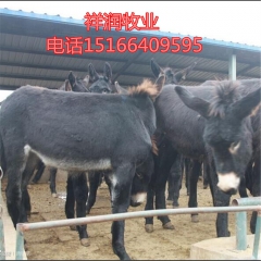 新疆驴 种驴养殖 肉驴 小驴驹养殖  成年种驴  德州 华北