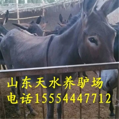 新疆驴 常年出售新品种肉驴苗 德州驴苗 华北驴5代 牛羊驴养...