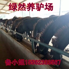 江西泰和肉驴养殖场，自繁自育新疆驴 德州驴，价格行情技术指导