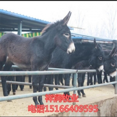 优良肉驴 种驴苗 德州驴 三粉驴 乌头驴 新疆驴 最新行情及...