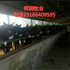 乌头驴 肉驴 价格便宜市场好 新疆驴 驴苗价格 三粉驴保价