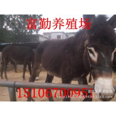 富勤牧业省级标准化养殖基地常年供应德州驴 乌头驴 关中驴新疆...