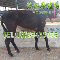 三粉驴 肉驴 价格便宜市场好 新疆驴 驴苗价格 三粉驴保价