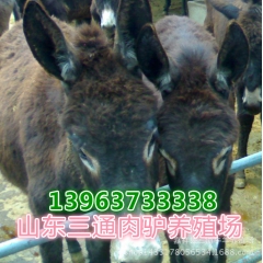 云南哪里的肉驴价格低品种多 云南驴 新疆驴 内蒙驴 驴