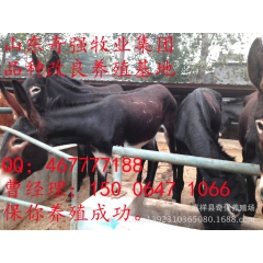 庆典【10.1】国庆节优惠供应小驴驹 繁殖母驴 发情期驴驹 ...