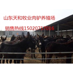 养殖哪个品种的改良肉驴效益高 德州驴 关中驴 新疆驴 庆阳驴...