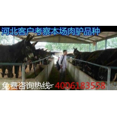 肉驴养殖场 哪个品种的肉驴养殖效益高 德州驴云南驴华北驴新疆...
