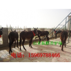 毕节销售 肉驴驴犊 德州驴 新疆驴 三粉驴 肉驴苗