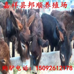 出售养驴场提供肉驴:德州驴 关中驴 新疆驴 改良驴珍禽养殖