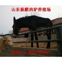 振麒养殖场销售 肉驴 德州驴 新疆驴 价格 提供技术支持