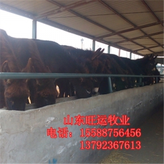 青岛肉驴养殖基地 德州驴 三粉驴 乌头驴 新疆驴 关中驴批发...