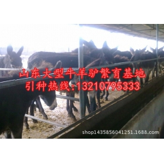 新疆驴  德州驴 驴仔价格 驴仔出售