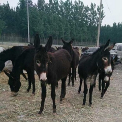 内蒙古肉驴 优质新疆驴 驴苗养殖技术 广西肉驴 江西肉驴