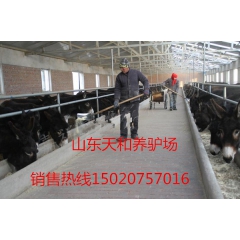 肉驴养殖场 哪个品种的宰杀肉驴出肉率高 德州驴 关中驴 新疆...