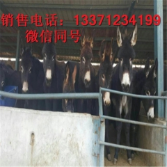 山东大型肉驴养殖场 高档德州驴 华北驴新疆驴