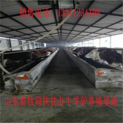 肥城德州驴育肥 新疆驴 华北路 乌头驴肉驴仔