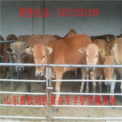 防城港德州驴育肥 新疆驴 华北路 乌头驴肉驴仔