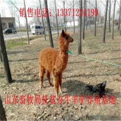 中山肉驴苗 新疆驴 华北路 乌头驴肉驴仔