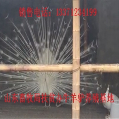 阿克苏新疆驴育肥 新疆驴 华北路 乌头驴肉驴仔