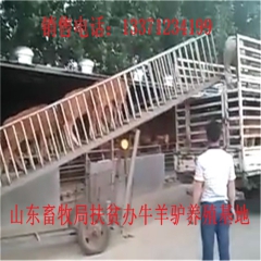 富阳肉驴苗 新疆驴 华北路 乌头驴肉驴仔