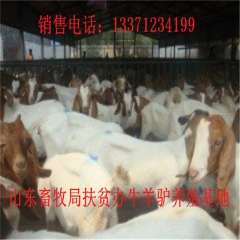 海宁德州驴价格  肉驴品种 新疆驴 华北路 乌头驴肉驴仔