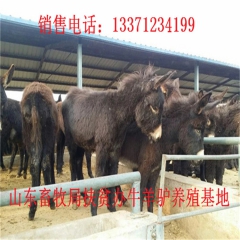 朝阳肉驴苗 新疆驴 华北路 乌头驴肉驴仔
