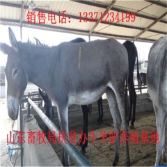 厂家直供新疆驴 肉驴苗   肉驴品种  肉驴仔多少钱一头