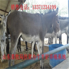 山东肉驴养殖基地出售优质驴苗   肉驴品种  德州驴 新疆驴