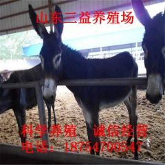 供应乌头驴 德州驴 三粉驴 新疆驴 伊犁驴 现在一头小驴驹多...