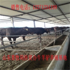 原平德州驴育肥 新疆驴 华北路 乌头驴肉驴仔