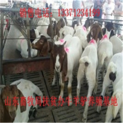 百色新疆驴育肥 新疆驴 华北路 乌头驴肉驴仔