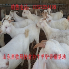 广元肉驴苗 新疆驴 华北路 乌头驴肉驴仔