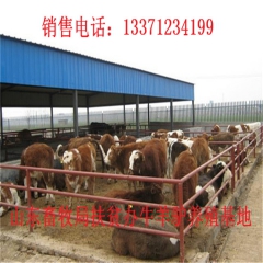 高密新疆驴育肥 新疆驴 华北路 乌头驴肉驴仔